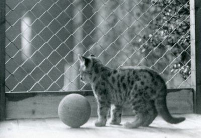 Kotek Puma, z piłką, wyglądający przez wybieg, londyńskie zoo, 1923 autorstwa Frederick William Bond