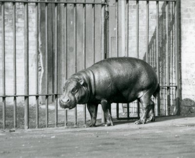 Hipopotam pigmejski w londyńskim zoo w 1927 roku autorstwa Frederick William Bond