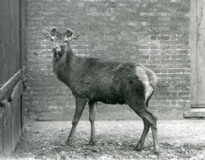 Jeleń szlachetny z pączkującym porożem, londyńskie zoo, sierpień 1928 (zdjęcie czarno-białe) autorstwa Frederick William Bond