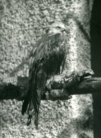 Kania ruda przysiadła na gałęzi w londyńskim zoo w 1924 r autorstwa Frederick William Bond