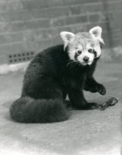 Czerwona panda siedząca w londyńskim zoo, 1917. autorstwa Frederick William Bond