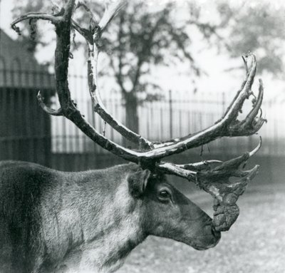 Jeleń reniferowy zrzucający aksamit z poroża, londyńskie zoo autorstwa Frederick William Bond