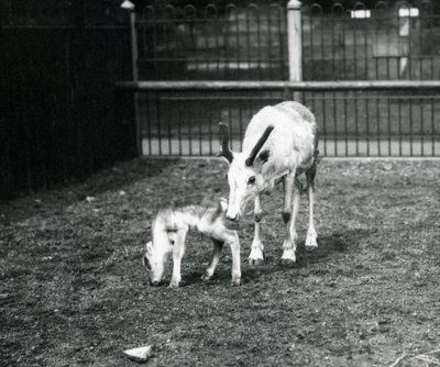 Renifer z cielęciem w londyńskim zoo, marzec 1914 autorstwa Frederick William Bond