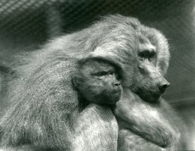 Święty pawian z młodymi w londyńskim zoo, lipiec 1924 autorstwa Frederick William Bond