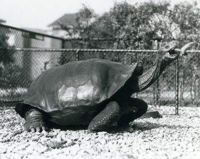 Saddleback, Galapagos Tortoise karmiony bananem na patyku (zdjęcie czarno-białe) autorstwa Frederick William Bond