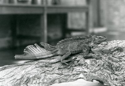 Jaszczurka żaglowata, z uszkodzonym ogonem, spoczywająca na kłodzie w londyńskim zoo w 1928 r. (zdjęcie czarno-białe) autorstwa Frederick William Bond