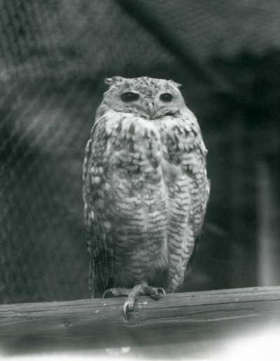 Puchacz faraona Savingys odpoczywający na gałęzi w londyńskim zoo, wrzesień 1925 autorstwa Frederick William Bond