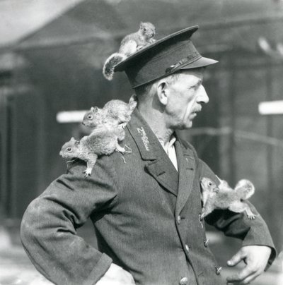 Bramkarz drugiej klasy z czterema młodymi wiewiórkami szarymi wspinającymi się na swój mundurowy kapelusz i kurtkę, londyńskie zoo autorstwa Frederick William Bond
