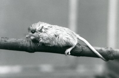 Shaws Jird wspinający się po gałęzi w londyńskim zoo w 1927 roku. autorstwa Frederick William Bond