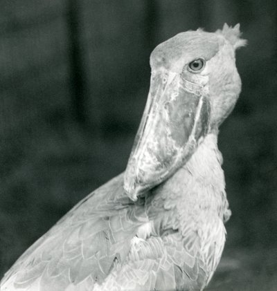 Bocian butodzioby, londyńskie zoo, lipiec 1926 autorstwa Frederick William Bond