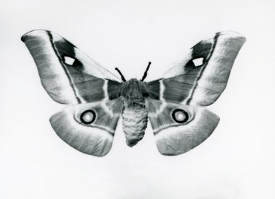 Jedwabnik, Bunaea caffraria, w londyńskim zoo, przed 1930 r. autorstwa Frederick William Bond