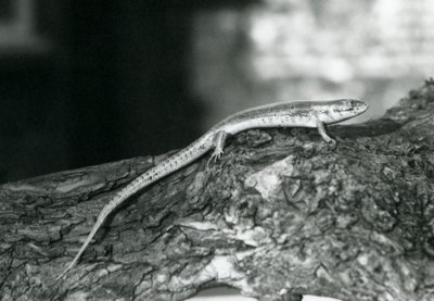 Skink odpoczywający na kłodzie w londyńskim zoo w 1929 r. (zdjęcie czarno-białe) autorstwa Frederick William Bond