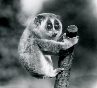 Slender Loris trzymająca się końca gałęzi, londyńskie zoo, sierpień 1926 autorstwa Frederick William Bond