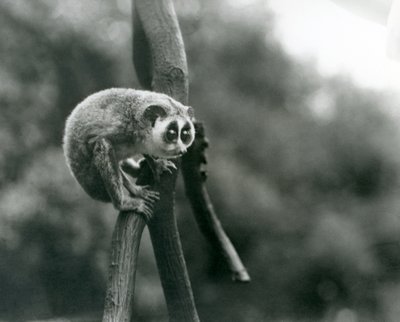 Loris smukły spoglądający z gałęzi, londyńskie zoo, sierpień 1926 autorstwa Frederick William Bond
