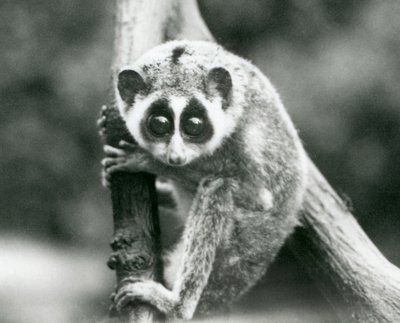 Smukły Loris spoglądający w dół z gałęzi, londyńskie zoo, sierpień 1926 autorstwa Frederick William Bond