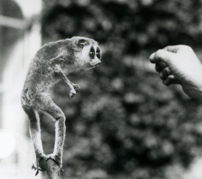 Smukły Loris stojący wyprostowany na gałęzi, patrzący na rękę opiekuna, gdy podaje się mu mącznika, Londyńskie Zoo, sierpień 1926 autorstwa Frederick William Bond
