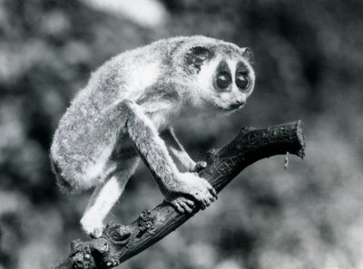 Smukły Loris chodzący po gałęzi, londyńskie zoo, sierpień 1926 r. autorstwa Frederick William Bond