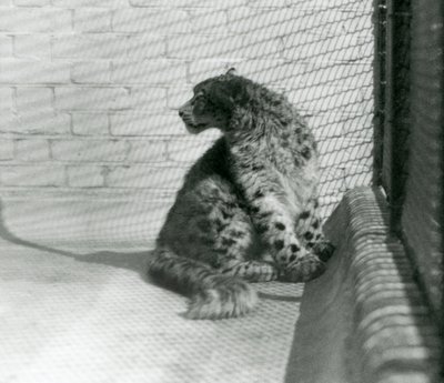 Snow Leopard siedzący na podłodze w londyńskim zoo autorstwa Frederick William Bond