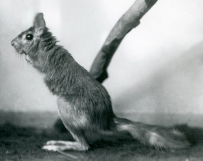Zając południowoafrykański SpringhareCape Jumping Hare siedzący na gałęzi w swoim wybiegu, londyńskie zoo, grudzień 1925 r. autorstwa Frederick William Bond