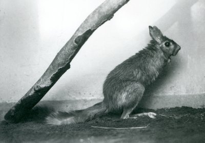 Południowoafrykański SpringhareCape Jumping Hare siedzący pod gałęzią w swoim wybiegu, londyńskie zoo, grudzień 1925 autorstwa Frederick William Bond