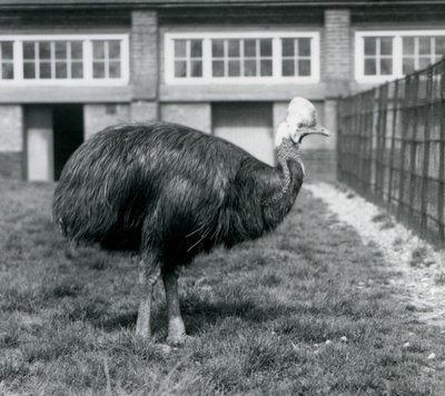 Kazuar południowy w londyńskim zoo w czerwcu 1925 r. autorstwa Frederick William Bond