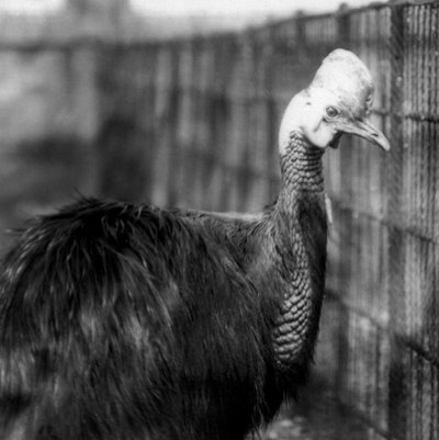 Kazuar południowy w londyńskim zoo w czerwcu 1925 r. autorstwa Frederick William Bond