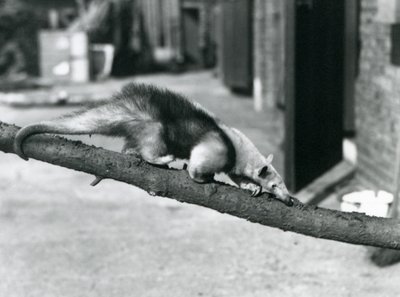 Południowy Tamandua / Mrówkojad obrożny / Mały mrówkojad, idący wzdłuż gałęzi w londyńskim zoo autorstwa Frederick William Bond
