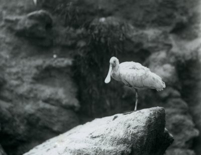 Warzęcha stojąca na skale w londyńskim zoo we wrześniu 1927 r. autorstwa Frederick William Bond