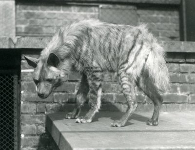Hiena pręgowana stojąca na platformie w swoim wybiegu w londyńskim zoo, czerwiec 1925 r autorstwa Frederick William Bond