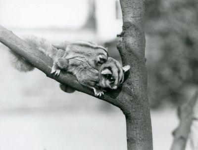 Lotopałanka karłowata na gałęzi z dzieckiem na plecach, londyńskie zoo autorstwa Frederick William Bond