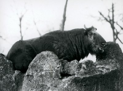 Takin, znany również jako kozica bydlęca lub koza Gnu, odpoczywający na skale, londyńskie zoo, 1925 autorstwa Frederick William Bond