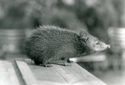 Tenrec w londyńskim zoo w 1929 roku (zdjęcie czarno-białe) autorstwa Frederick William Bond
