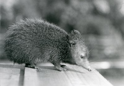 Tenrec w londyńskim zoo w 1929 roku (zdjęcie czarno-białe) autorstwa Frederick William Bond