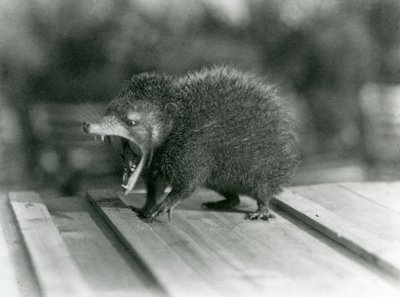 Tenrec z otwartymi ustami, ukazujący szerokie rozwarcie i ostre zęby, londyńskie zoo autorstwa Frederick William Bond