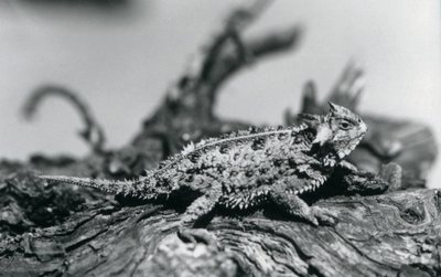 Texas Horned Lizard/Horntoad/Horned Toad/Horny Toad odpoczywający na kłodzie w londyńskim zoo we wrześniu 1928 r. (zdjęcie czarno-białe) autorstwa Frederick William Bond