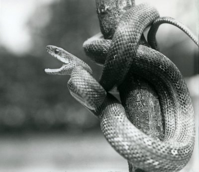 Texas Rat Snake rozdziawiony, zwinięty wokół prawie pionowej gałęzi, londyńskie zoo, sierpień 1928 (zdjęcie czarno-białe) autorstwa Frederick William Bond
