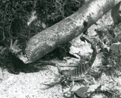 Skorpion teksański w londyńskim zoo w 1928 r. (zdjęcie czarno-białe) autorstwa Frederick William Bond