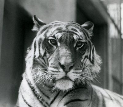 Tygrys w londyńskim zoo w lipcu 1924 r. autorstwa Frederick William Bond
