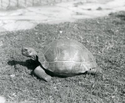 Żółw stojący na trawie w londyńskim zoo w 1926 roku (zdjęcie czarno-białe) autorstwa Frederick William Bond