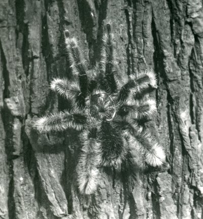 Tarantula Trinidad Chevron na korze pnia drzewa, londyńskie zoo, październik 1926 autorstwa Frederick William Bond