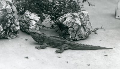 Tuatara w londyńskim zoo w 1927 roku autorstwa Frederick William Bond