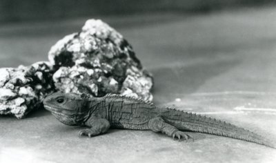 Tuatara, leżący przed skałą, w londyńskim zoo w 1928 roku (zdjęcie czarno-białe) autorstwa Frederick William Bond