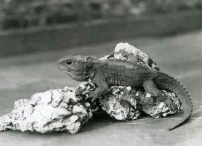 Tuatara, leżący na skale, w londyńskim zoo w 1929 roku (zdjęcie czarno-białe) autorstwa Frederick William Bond