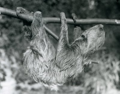 Leniwiec dwupalczasty wiszący na ściętej gałęzi, londyńskie zoo, 1927 r. autorstwa Frederick William Bond