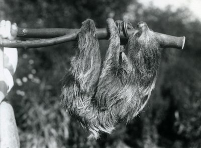 Leniwiec dwupalczasty zwisający z odciętej gałęzi, trzymany przez opiekuna, londyńskie zoo, 1925 r autorstwa Frederick William Bond