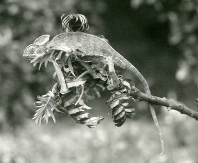 Ukryty lub jemeński kameleon na końcu liściastej gałęzi w londyńskim zoo, czerwiec 1924 autorstwa Frederick William Bond