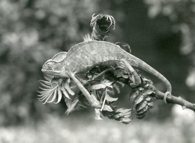 Ukryty lub jemeński kameleon trzyma się końca liściastej gałęzi chwytnym ogonem, Londyńskie Zoo, czerwiec 1924 autorstwa Frederick William Bond
