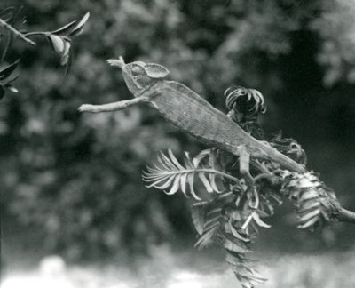 Ukryty lub jemeński kameleon stoi na jednej liściastej gałęzi i wyciąga rękę w kierunku drugiej, londyńskie zoo, czerwiec 1924 autorstwa Frederick William Bond