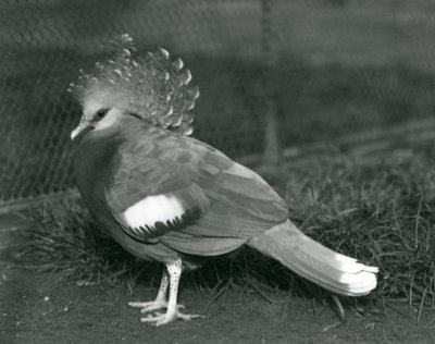 Victoria Crowned Pigeon stojąca na ziemi w londyńskim zoo we wrześniu 1927 r. autorstwa Frederick William Bond