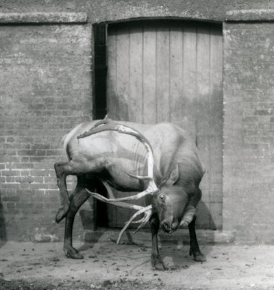 Jeleń WapitiElk stojący na swoim wybiegu w londyńskim zoo we wrześniu 1927 r. autorstwa Frederick William Bond